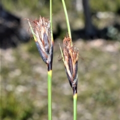 Ptilothrix deusta at Meryla, NSW - 14 Sep 2020 by plants