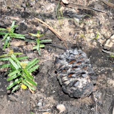 Banksia ericifolia (Heath Banksia) at Meryla - 14 Sep 2020 by plants