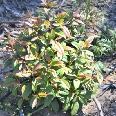 Elaeocarpus reticulatus (Blueberry Ash, Fairy Petticoats) at Meryla - 14 Sep 2020 by plants