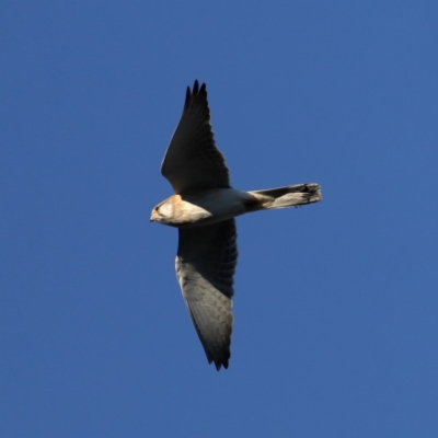 Falco cenchroides (Nankeen Kestrel) at Majura, ACT - 14 Sep 2020 by jbromilow50