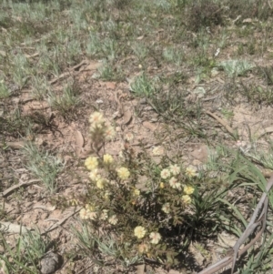 Acacia gunnii at Lake George, NSW - 14 Sep 2020