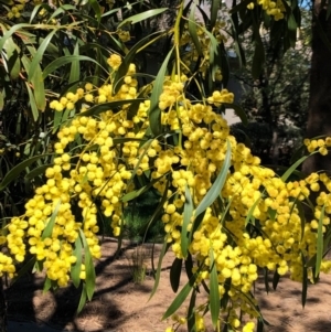 Acacia pycnantha at Lyneham, ACT - 13 Sep 2020