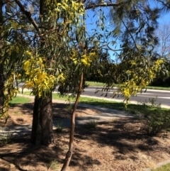 Acacia pycnantha at Lyneham, ACT - 13 Sep 2020