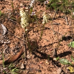 Stackhousia monogyna (Creamy Candles) at Watson, ACT - 13 Sep 2020 by Kristi