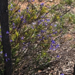 Stypandra glauca at Watson, ACT - 13 Sep 2020