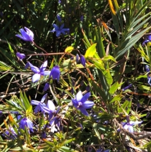 Stypandra glauca at Watson, ACT - 13 Sep 2020