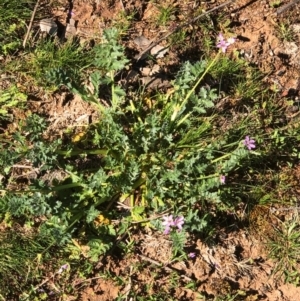 Erodium cicutarium at Watson, ACT - 13 Sep 2020