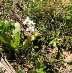 Wurmbea dioica subsp. dioica (Early Nancy) at Majura, ACT - 13 Sep 2020 by Kristi