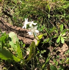 Wurmbea dioica subsp. dioica at Majura, ACT - 13 Sep 2020