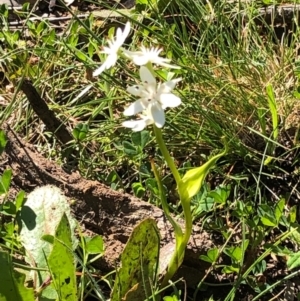 Wurmbea dioica subsp. dioica at Majura, ACT - 13 Sep 2020