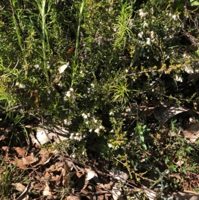 Cryptandra amara (Bitter Cryptandra) at Watson, ACT - 13 Sep 2020 by Kristi