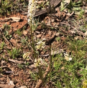 Stackhousia monogyna at Watson, ACT - 13 Sep 2020