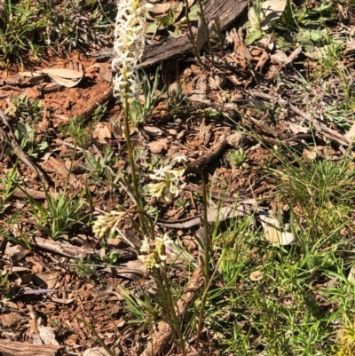 Stackhousia monogyna (Creamy Candles) at Watson, ACT - 13 Sep 2020 by Kristi