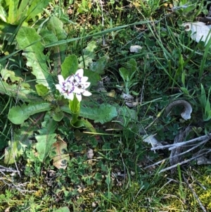 Wurmbea dioica subsp. dioica at Majura, ACT - 13 Sep 2020