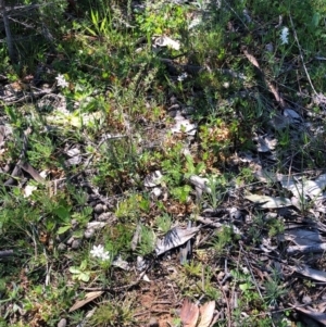 Wurmbea dioica subsp. dioica at Majura, ACT - 13 Sep 2020