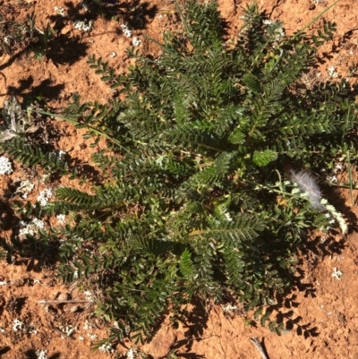 Acaena (genus) (A Sheep's Burr) at Watson, ACT - 13 Sep 2020 by Kristi