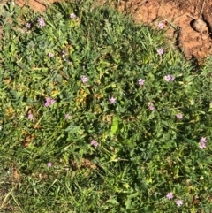 Erodium cicutarium (Common Storksbill, Common Crowfoot) at Watson, ACT - 13 Sep 2020 by Kristi