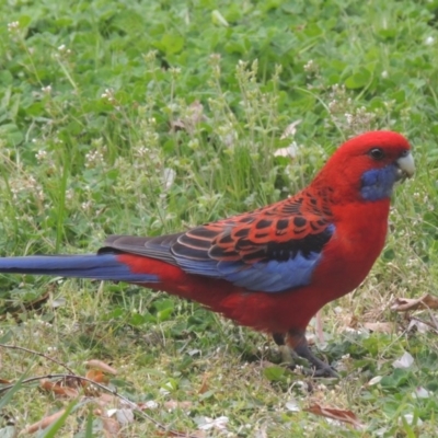 Platycercus elegans (Crimson Rosella) at Conder, ACT - 6 Sep 2014 by MichaelBedingfield