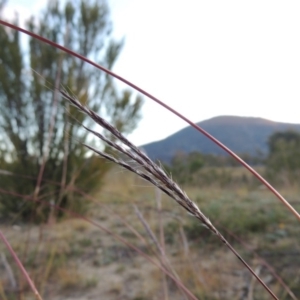 Bothriochloa macra at Tennent, ACT - 17 May 2020