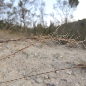 Aristida ramosa at Tennent, ACT - 17 May 2020 07:29 PM