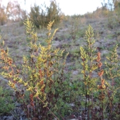 Cheilanthes sieberi (Rock Fern) at Tennent, ACT - 17 May 2020 by michaelb