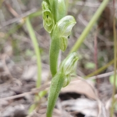 Hymenochilus cycnocephalus (Swan greenhood) at Molonglo Valley, ACT - 14 Sep 2020 by shoko