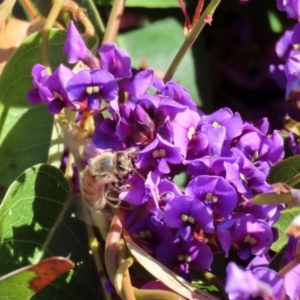 Hardenbergia violacea at Holt, ACT - 14 Sep 2020