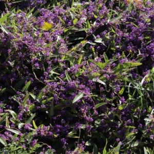 Hardenbergia violacea at Holt, ACT - 14 Sep 2020