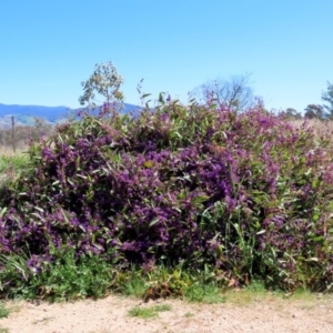 Hardenbergia violacea at Holt, ACT - 14 Sep 2020 11:25 AM