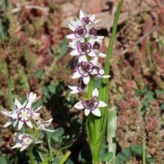 Wurmbea dioica subsp. dioica (Early Nancy) at Woodstock Nature Reserve - 14 Sep 2020 by RodDeb