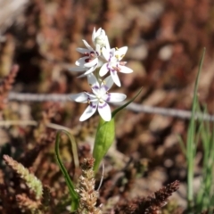 Wurmbea dioica subsp. dioica at Holt, ACT - 14 Sep 2020 01:01 PM