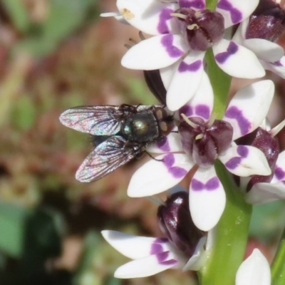 Calliphoridae (family) (Unidentified blowfly) at Holt, ACT - 14 Sep 2020 by RodDeb