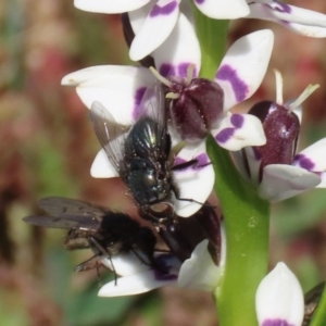 Calliphoridae (family) at Holt, ACT - 14 Sep 2020