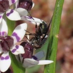 Calliphoridae (family) at Holt, ACT - 14 Sep 2020