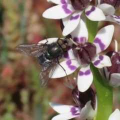 Calliphoridae (family) at Holt, ACT - 14 Sep 2020