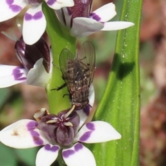 Helina sp. (genus) (Muscid fly) at Holt, ACT - 14 Sep 2020 by RodDeb