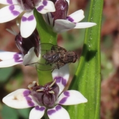 Helina sp. (genus) at Holt, ACT - 14 Sep 2020