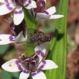 Helina sp. (genus) at Holt, ACT - 14 Sep 2020