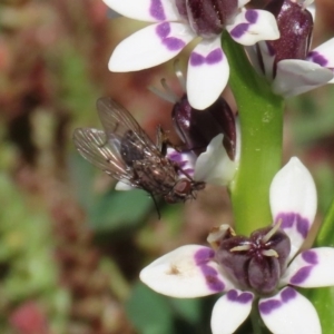 Helina sp. (genus) at Holt, ACT - 14 Sep 2020