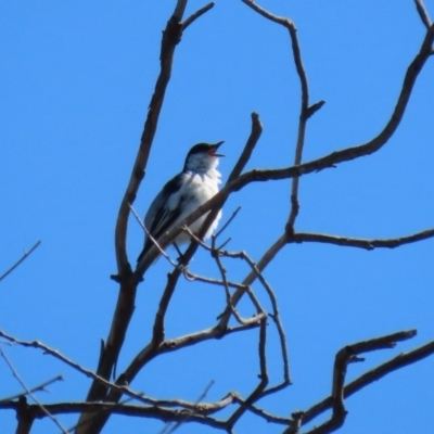 Lalage tricolor (White-winged Triller) at Holt, ACT - 14 Sep 2020 by RodDeb