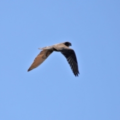 Falco berigora at Ginninderry Conservation Corridor - 14 Sep 2020 12:49 PM