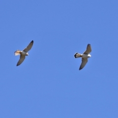 Falco cenchroides (Nankeen Kestrel) at Coree, ACT - 14 Sep 2020 by RodDeb