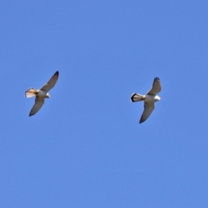 Falco cenchroides at Coree, ACT - 14 Sep 2020 12:31 PM