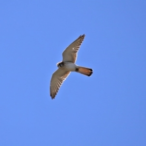 Falco cenchroides at Coree, ACT - 14 Sep 2020 12:31 PM