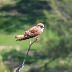 Falco cenchroides at Coree, ACT - 14 Sep 2020 12:31 PM