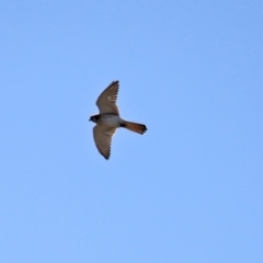 Falco cenchroides at Coree, ACT - 14 Sep 2020 12:31 PM