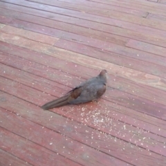 Macropygia phasianella (Brown Cuckoo-dove) at Penrose - 14 Sep 2020 by Tsu