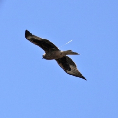 Hieraaetus morphnoides (Little Eagle) at Holt, ACT - 14 Sep 2020 by RodDeb