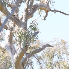 Callocephalon fimbriatum (Gang-gang Cockatoo) at Downer, ACT - 14 Sep 2020 by ConBoekel