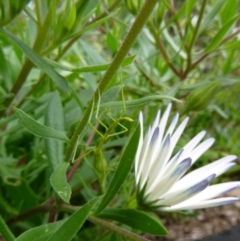 Phasmatodea (order) (Unidentified stick insect) at Tathra, NSW - 15 Sep 2020 by TathraPreschool